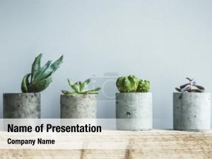 Pot Plants