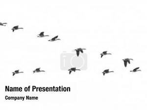 Flying geese in v shape  on white 