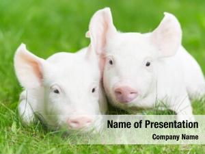 Two young piglet on green grass at pig breeding farm