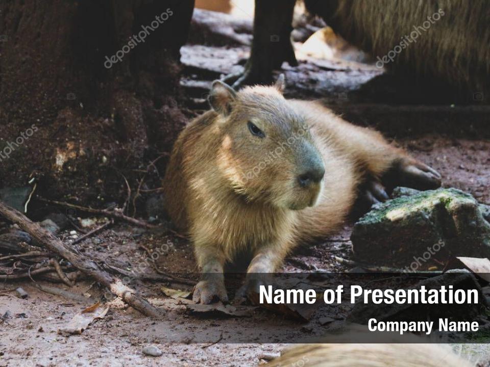 animal-brazil-capybara-pantanal-powerpoint-template-animal-brazil