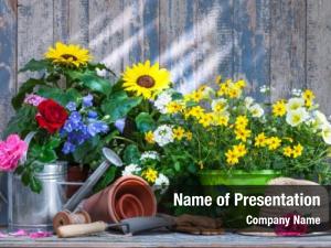 Gardening tools and flowers on the terrace in the garden