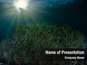 Underwater Sea Grass and Sun