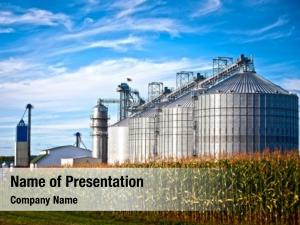 Corn dryer silos standing in a field of corn