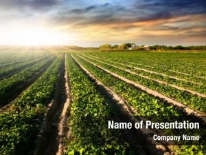 Cultivated land in a rural landscape at sunset PowerPoint Template