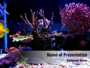  Singapore aquarium PowerPoint Template