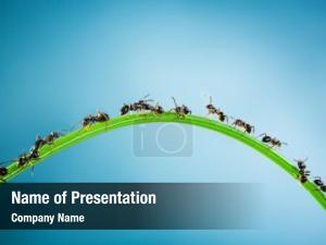 Team of ants running around the curved green blade of grass on a blue 