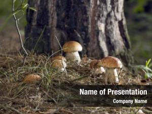 Beautiful fresh edible mushrooms, porcini mushrooms in the woods