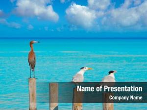 Royal Caspian terns and Reddish Egret heron birds in Caribbean sea