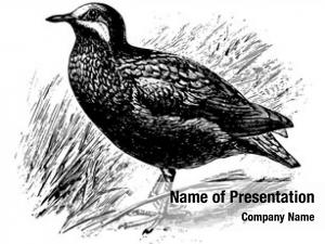 Olive Backed Quail Dove is a member of the dove family Columbidae, vintage line drawing or engraving 