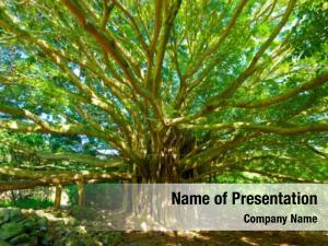 Amazing tree life, banyan tree PowerPoint Template