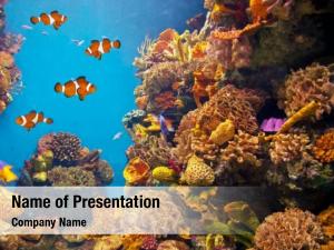 Showing colorful aquarium, different colorful PowerPoint Template