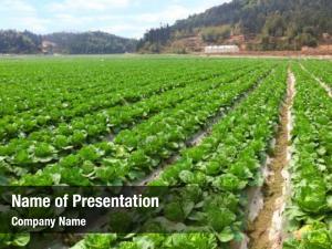 Fresh arable farmland chinese cabbage