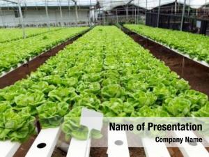 Farm, hydroponics plantation lettuce 