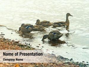 Ducks group mallard lake 