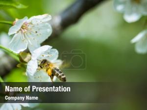 Flight honey bee approaching blossoming