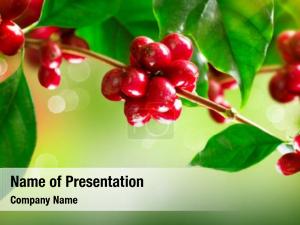 Beans red coffee growing branch PowerPoint Template