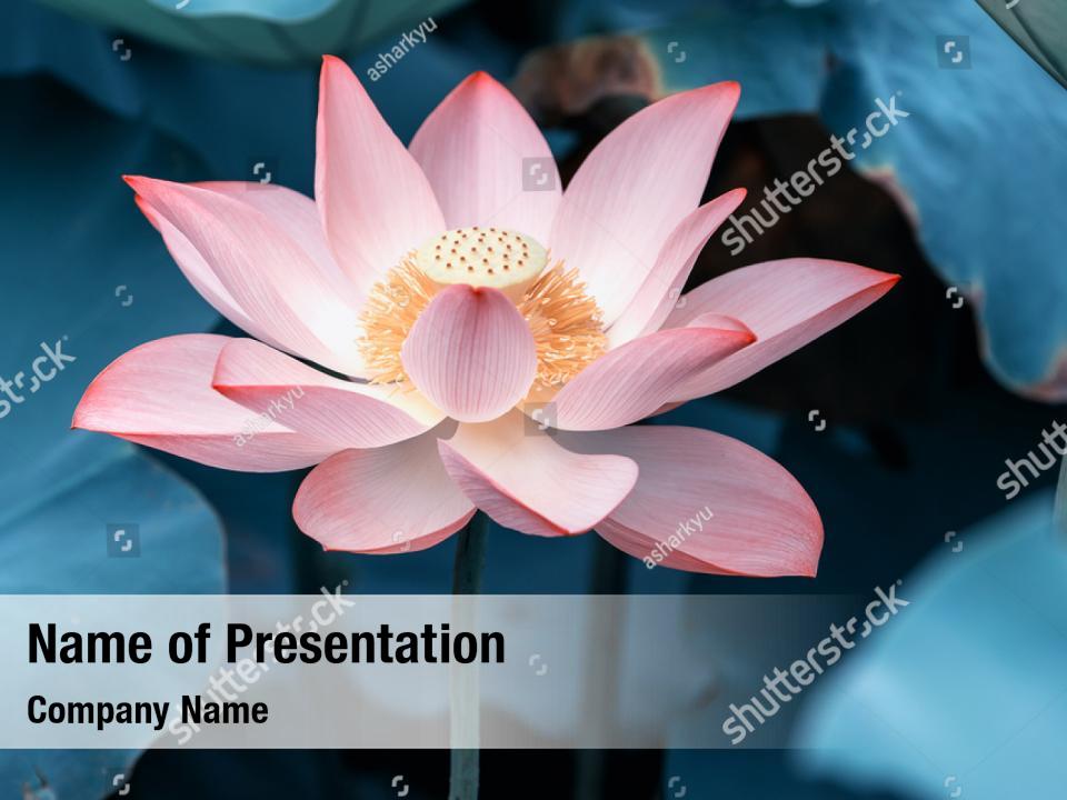 Lotus 01 Powerpoint Templates 4574