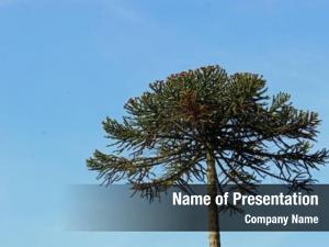 Chilean monkey puzzle pine, araucaria PowerPoint Template