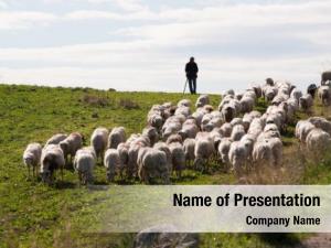 His shepherd leading flock pasture