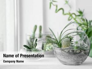 Garden mini succulent glass terrarium