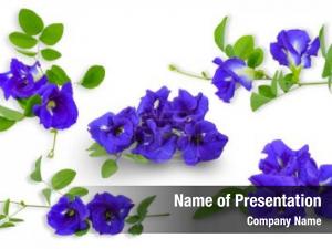 Pea blue butterfly flowers white PowerPoint Template