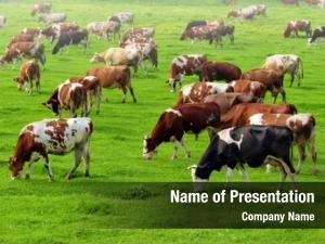 Pasture cows grazing  
