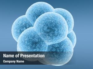 Embryo