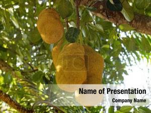 Jackfruit on tree 