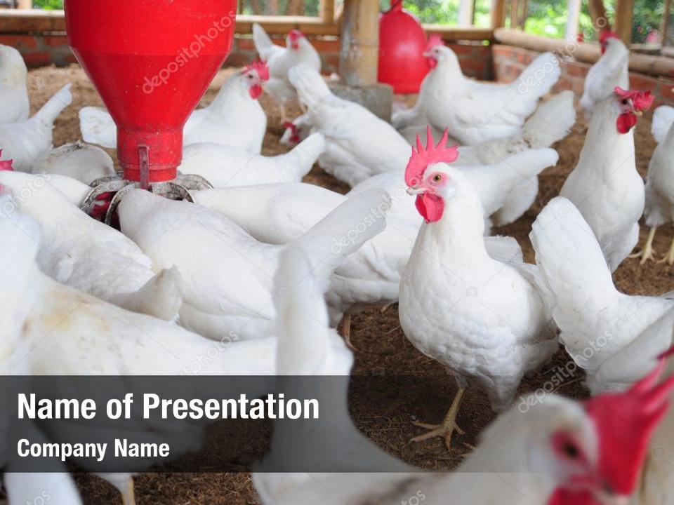 domestic-farm-chicken-cock-powerpoint-template-domestic-farm-chicken