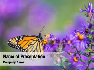 Feeding monarch butterfly purple aster