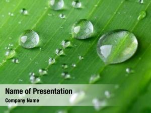 Banana Leaf Background PowerPoint Templates - Banana Leaf Background ...