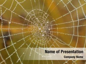 powerpoint presentation world wide web