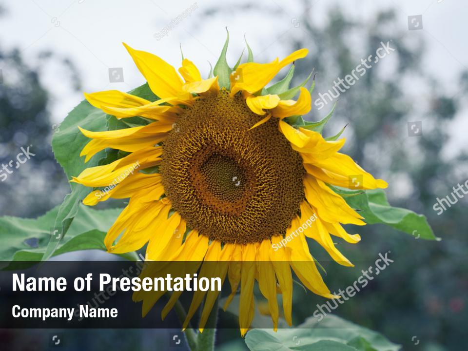 Sunflowers in bloom powerpoint background PowerPoint Template ...