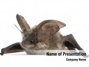 Bat, grey long eared plecotus astriacus,