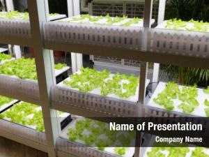 500 Hydroponics Powerpoint Templates Powerpoint Backgrounds For Hydroponics Presentation