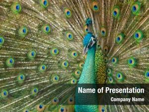 Male Peacock PowerPoint Templates - Male Peacock PowerPoint Backgrounds ...