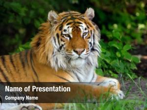 Tigers