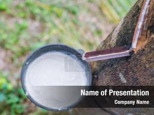 Tree milk rubber flows into PowerPoint Template