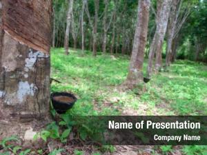 Collection bowls latex rubber trees PowerPoint Template