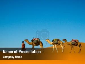 Moving camel caravan sahara desert