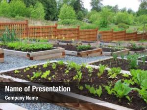 Garden community vegetable boxes  PowerPoint Template