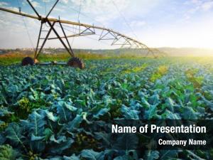 Field rural agriculture cabbage culture PowerPoint Template