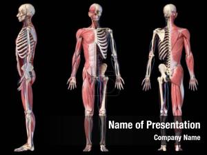 Muscular System