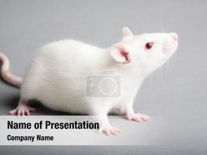 Rat white laboratory grey 