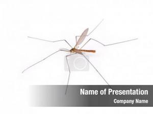 Dangerous anopheles mosquito, vehicle zika,