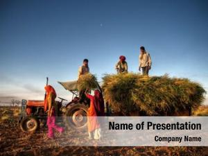Crops, family harvesting near jaipur,