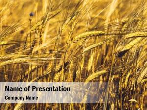 Wheat golden ripe field, sunny
