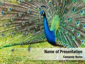 Majestic Peacocks Male White Powerpoint Template - Majestic Peacocks 