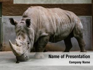 White Rhinoceros PowerPoint Template