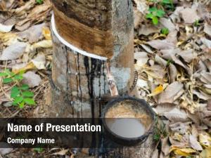 Rubber rubber flows tree into PowerPoint Template